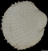 Frigidocardium exasperatum