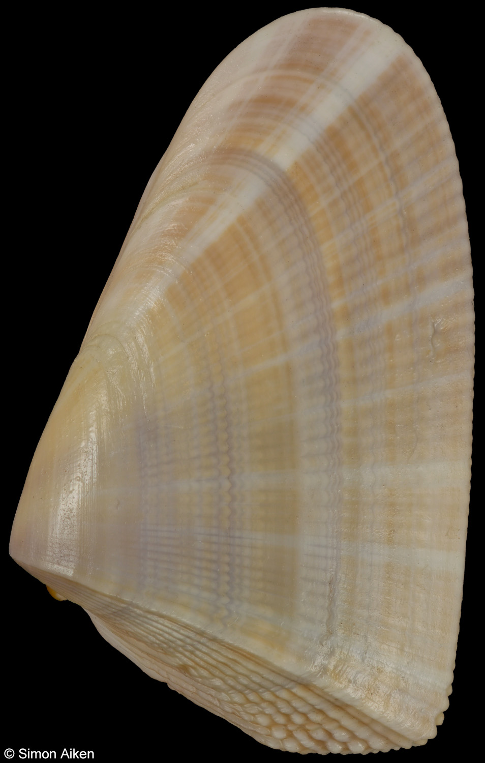 Donax hanleyanus