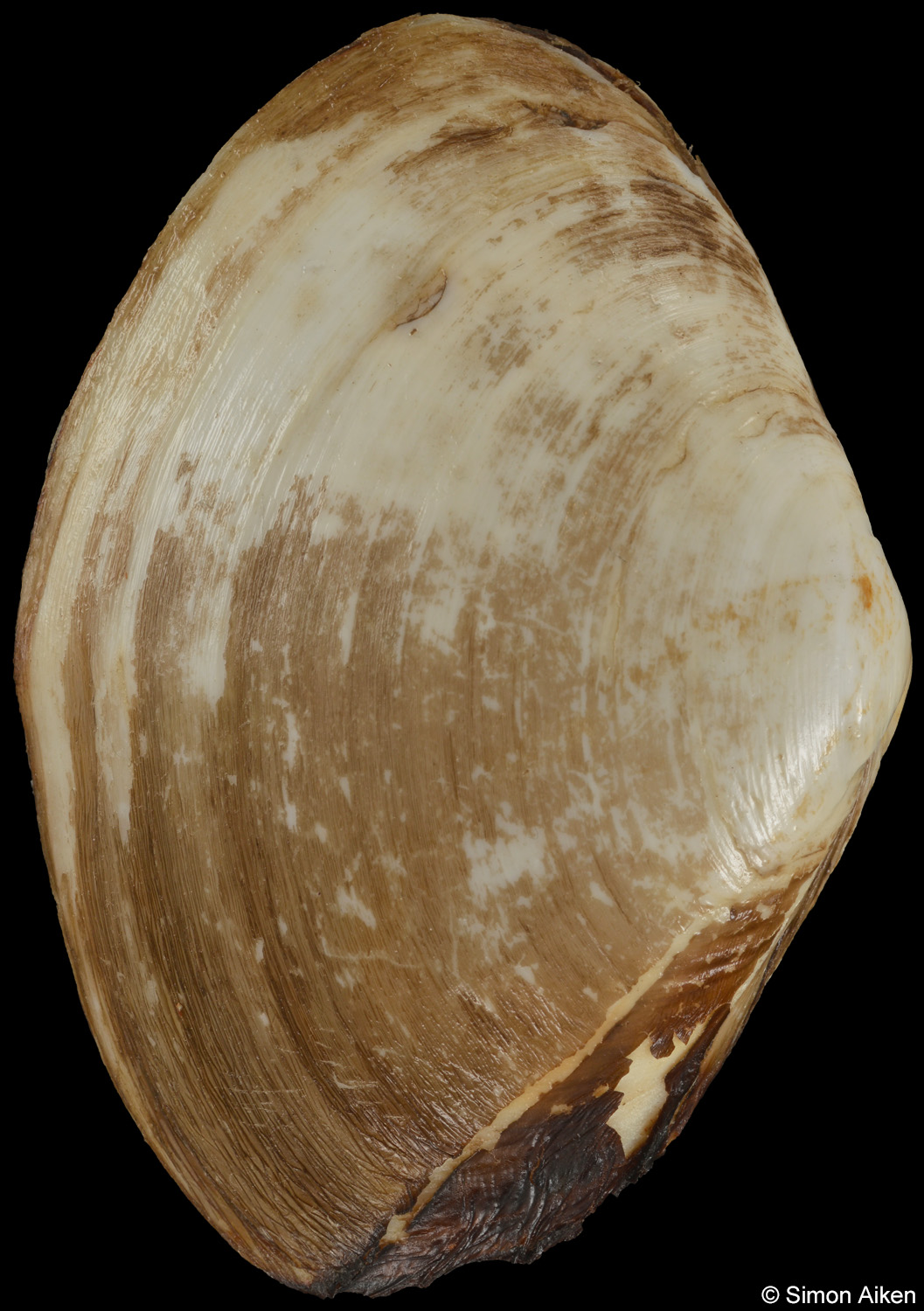 Mactrotoma fragilis