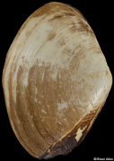 Mactrotoma fragilis