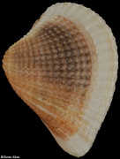 Anomalodiscus squamosus