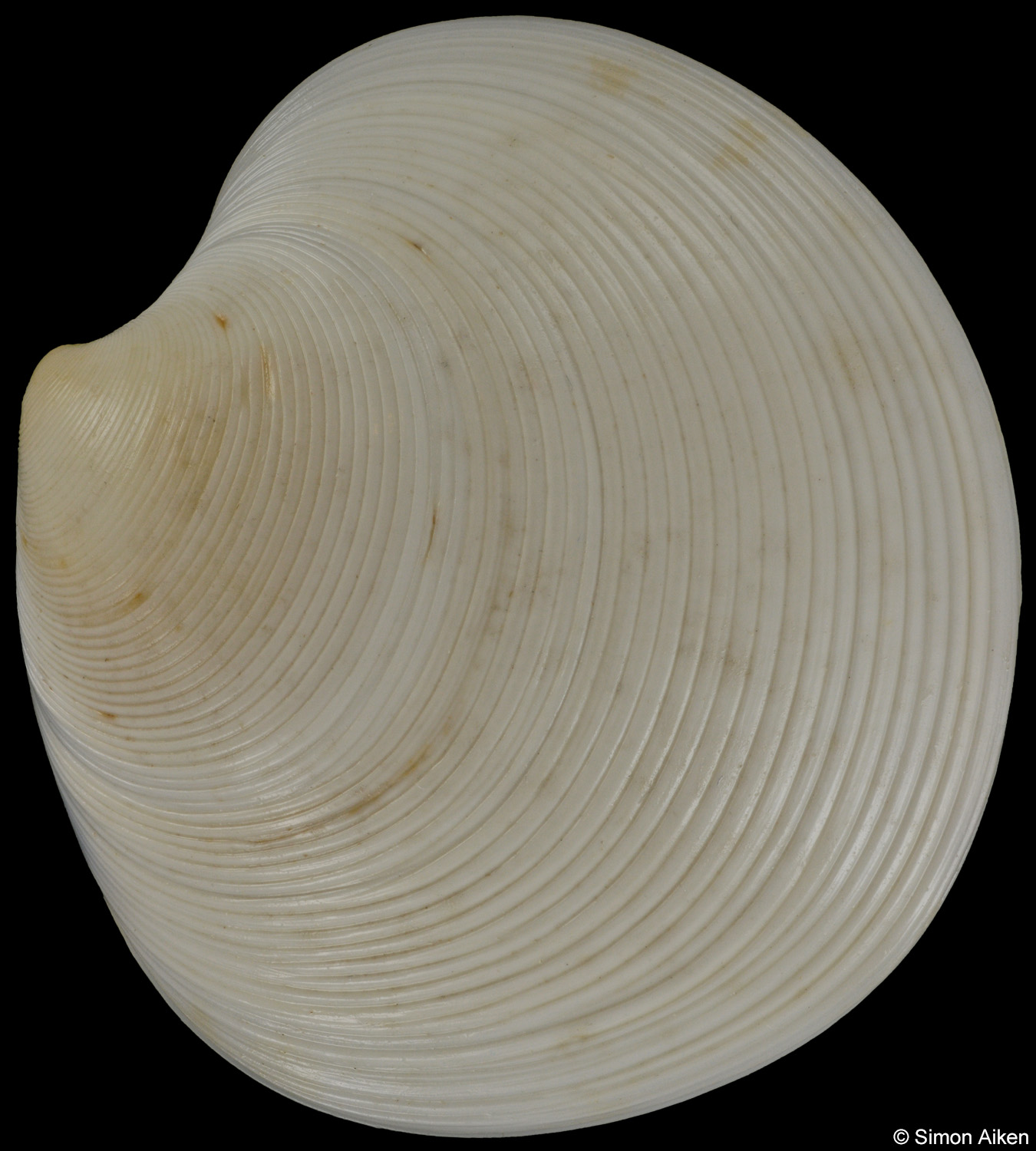 Dosinia concentrica