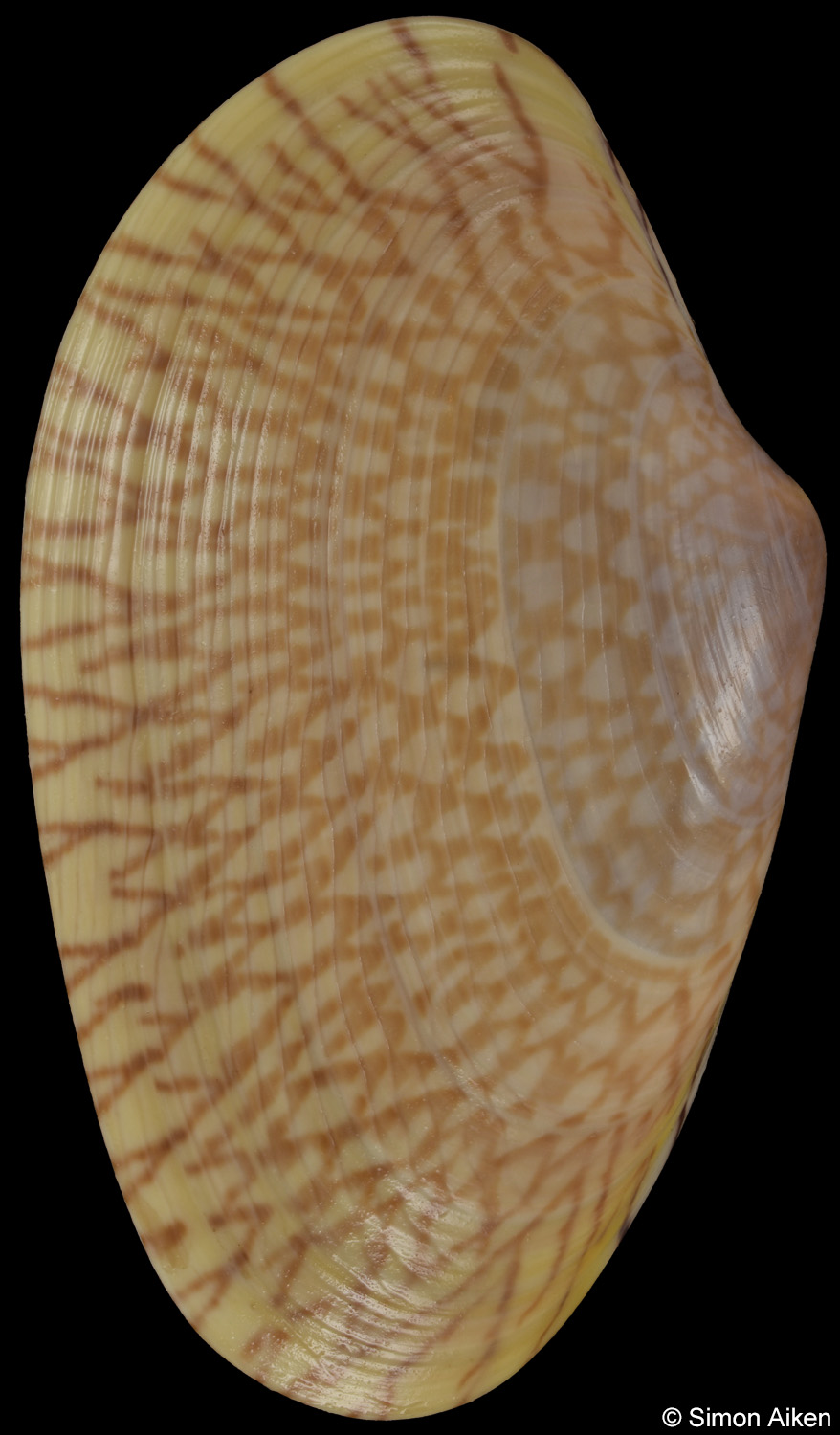 Paratapes textile