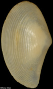 Saccella novaeguineensis