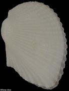 Anadara adamsi