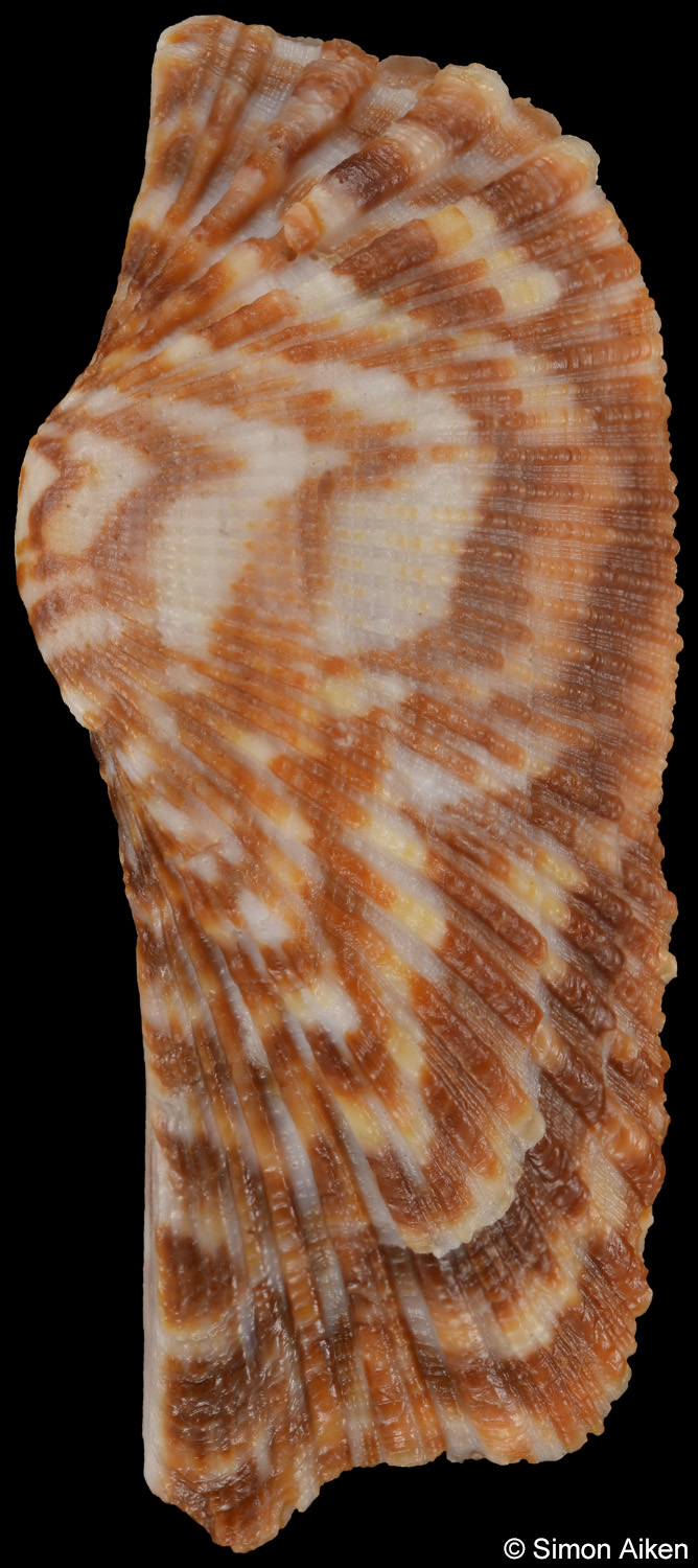 Arca navicularis