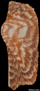 Arca navicularis
