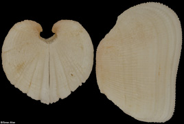 Arcopsis solida