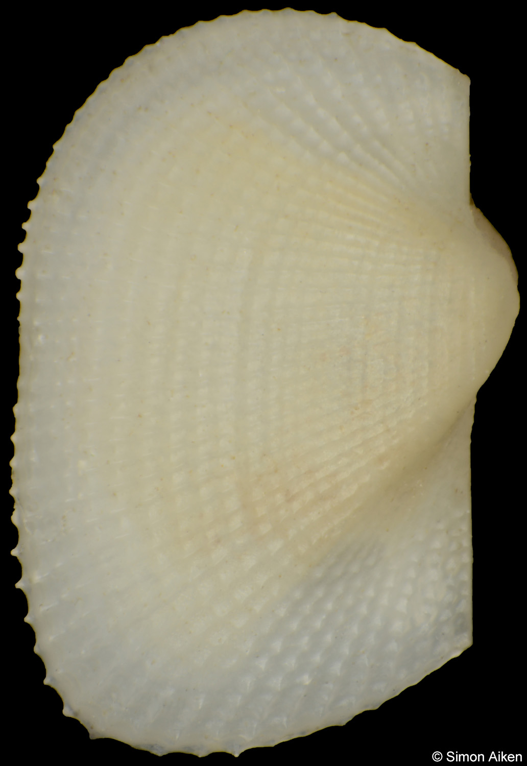 Barbatia sp. 2