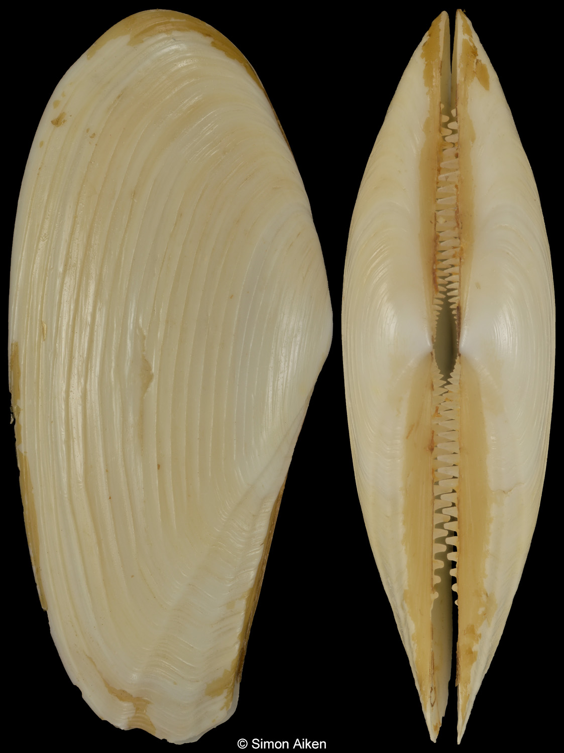 Lembulus belcheri