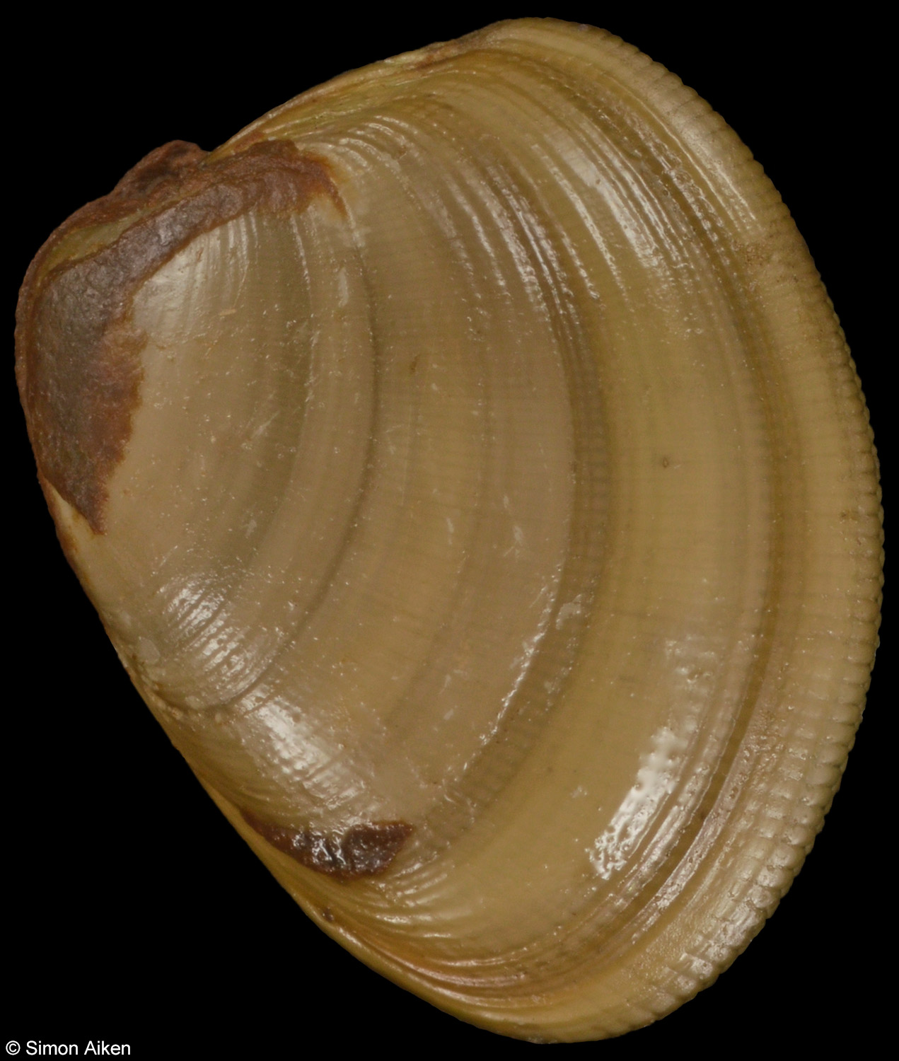 Nucula nitidosa