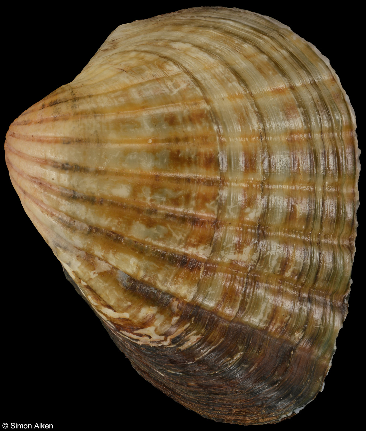 Senilia senilis