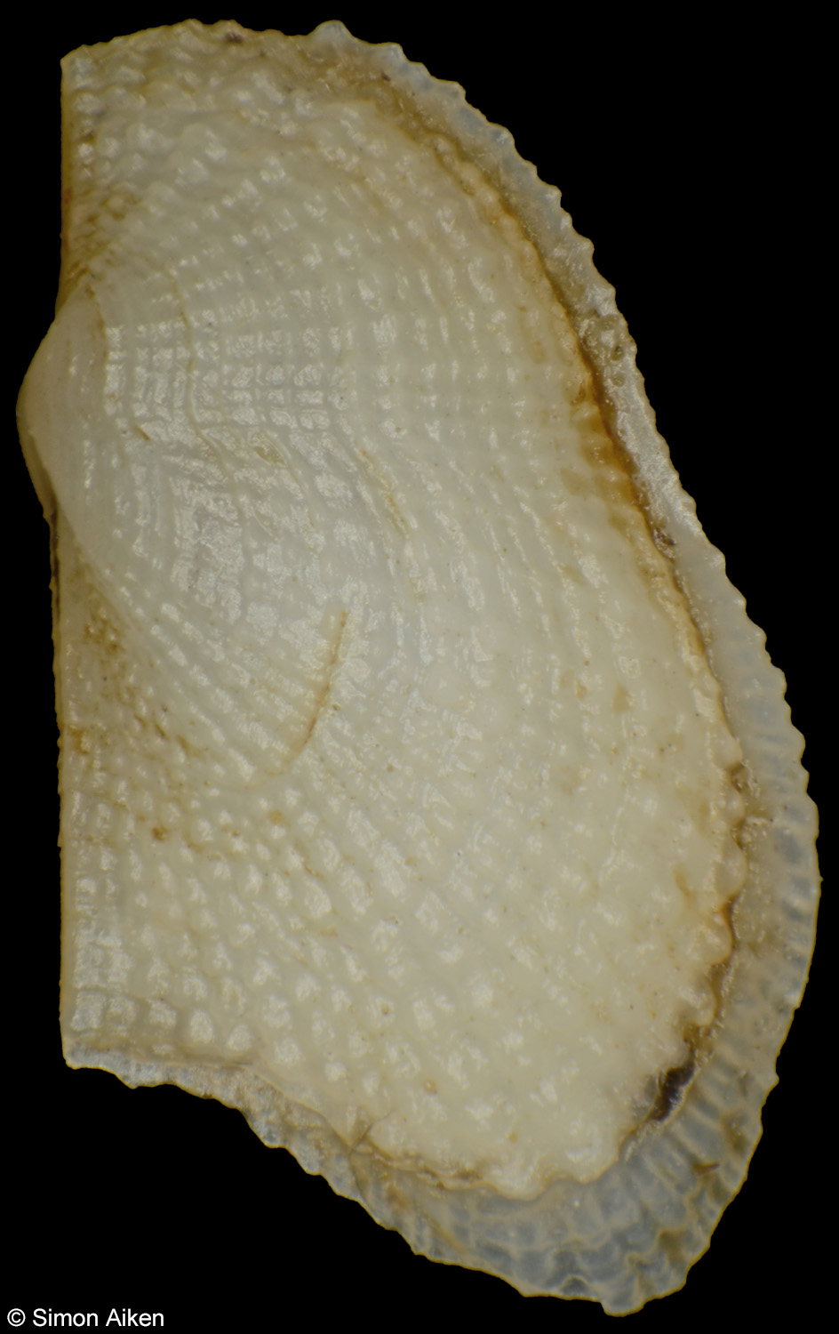 Xenophorarca irregularis