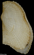 Xenophorarca irregularis