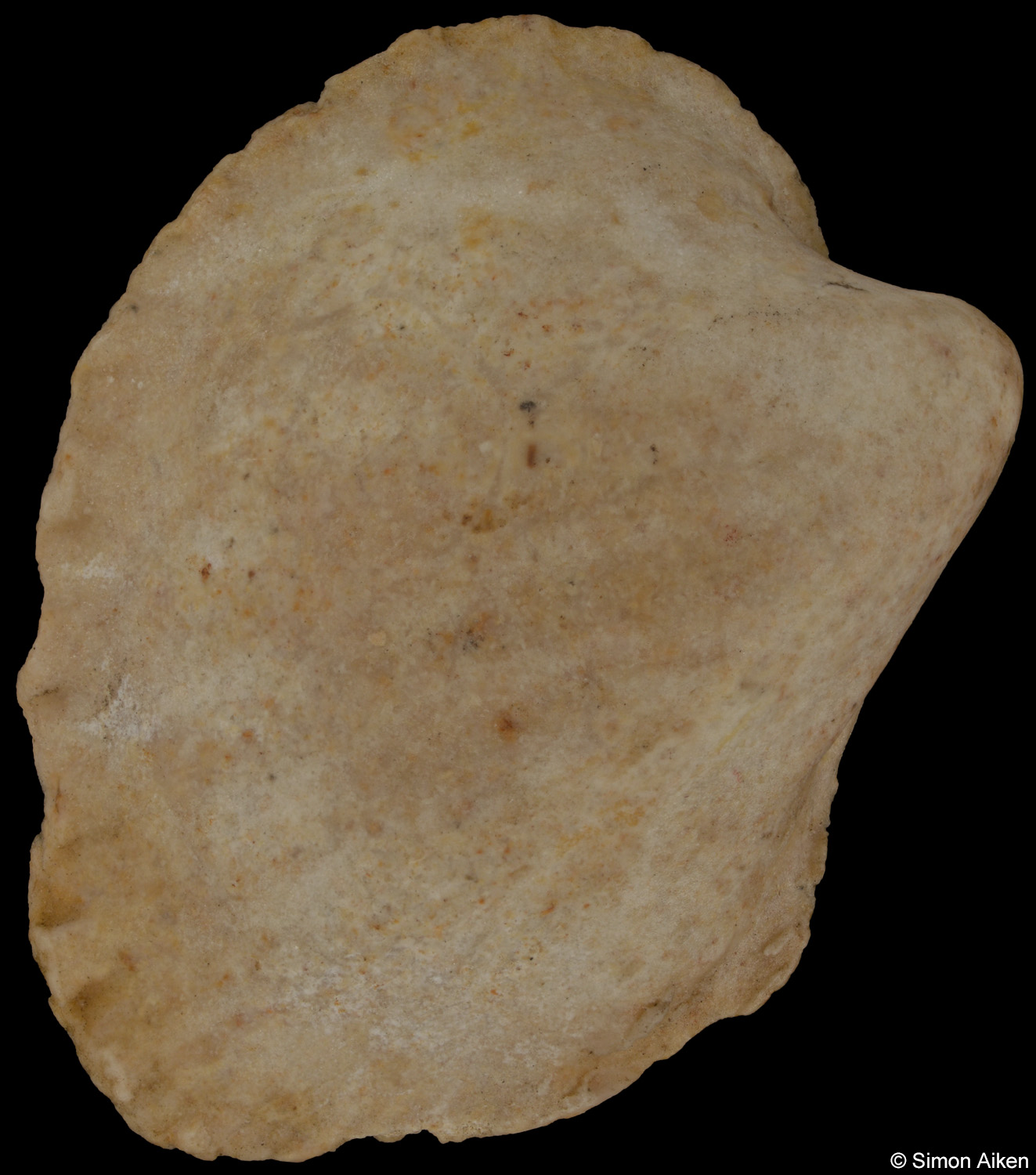 Carditidae sp.