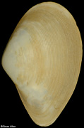Saccella sp.