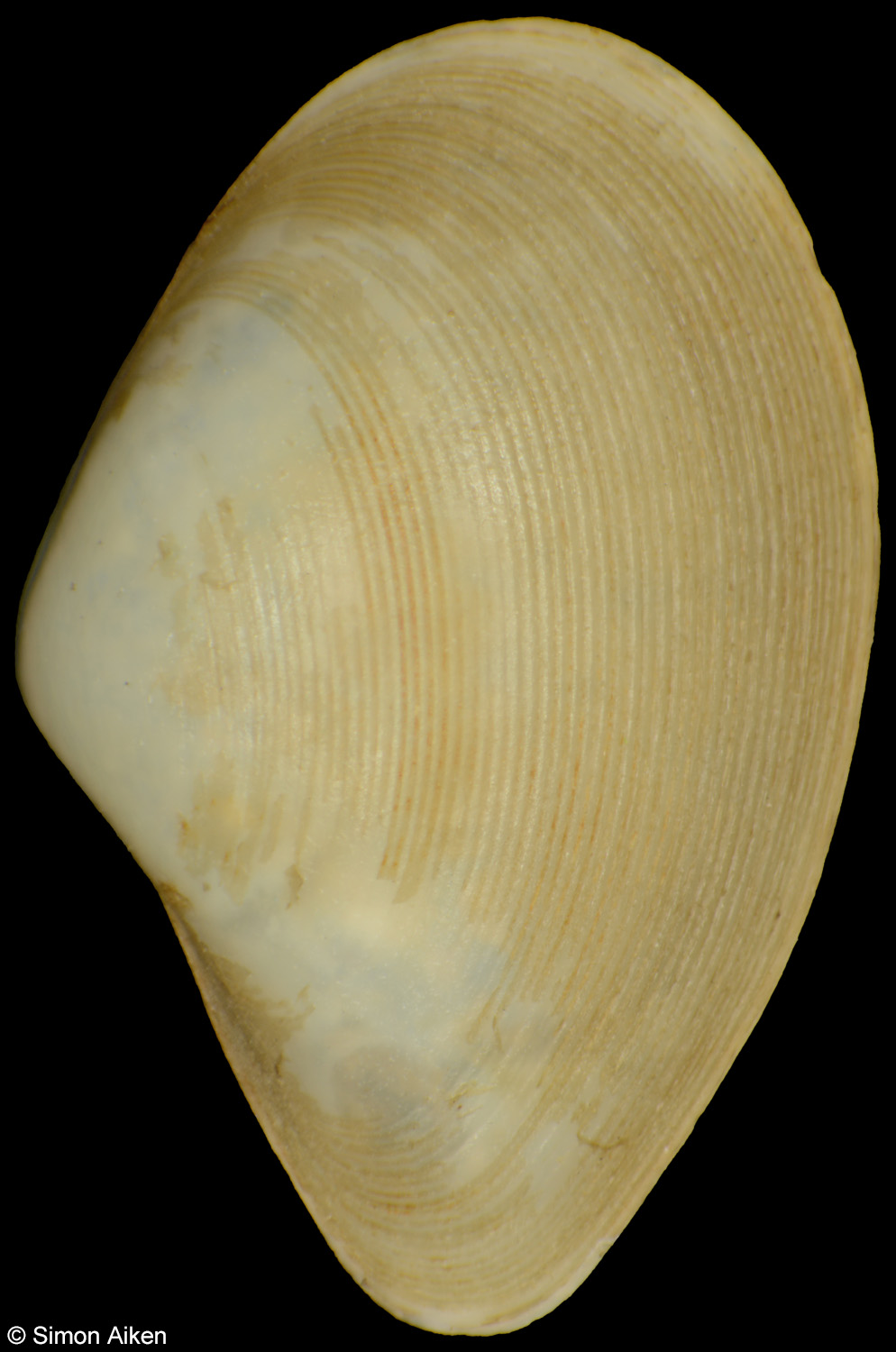 Saccella sp.
