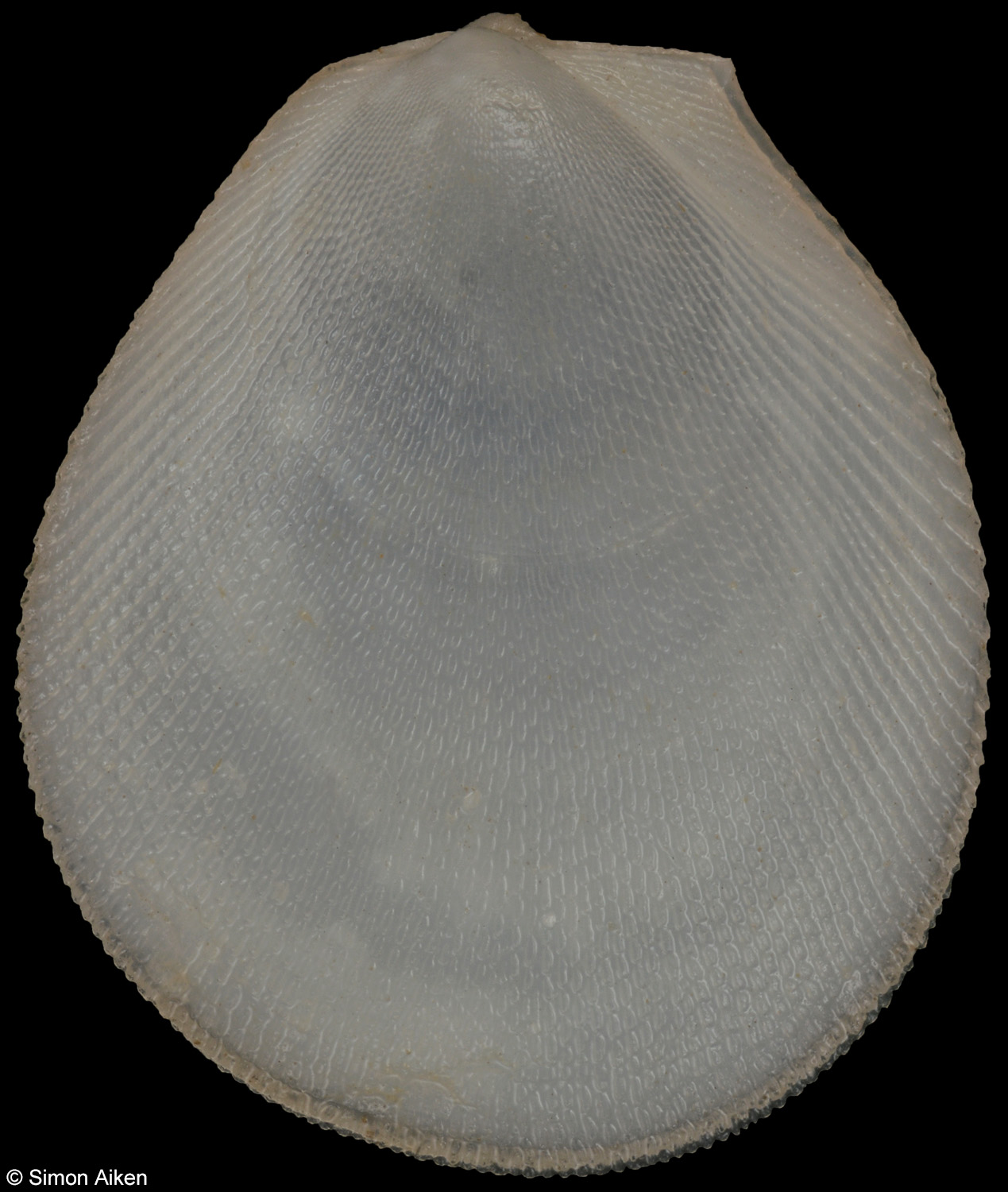 Ctenoides lischkei