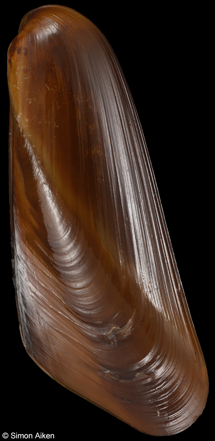 Jolya elongata