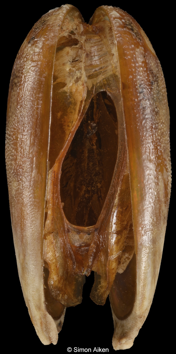 Leiosolenus aristatus