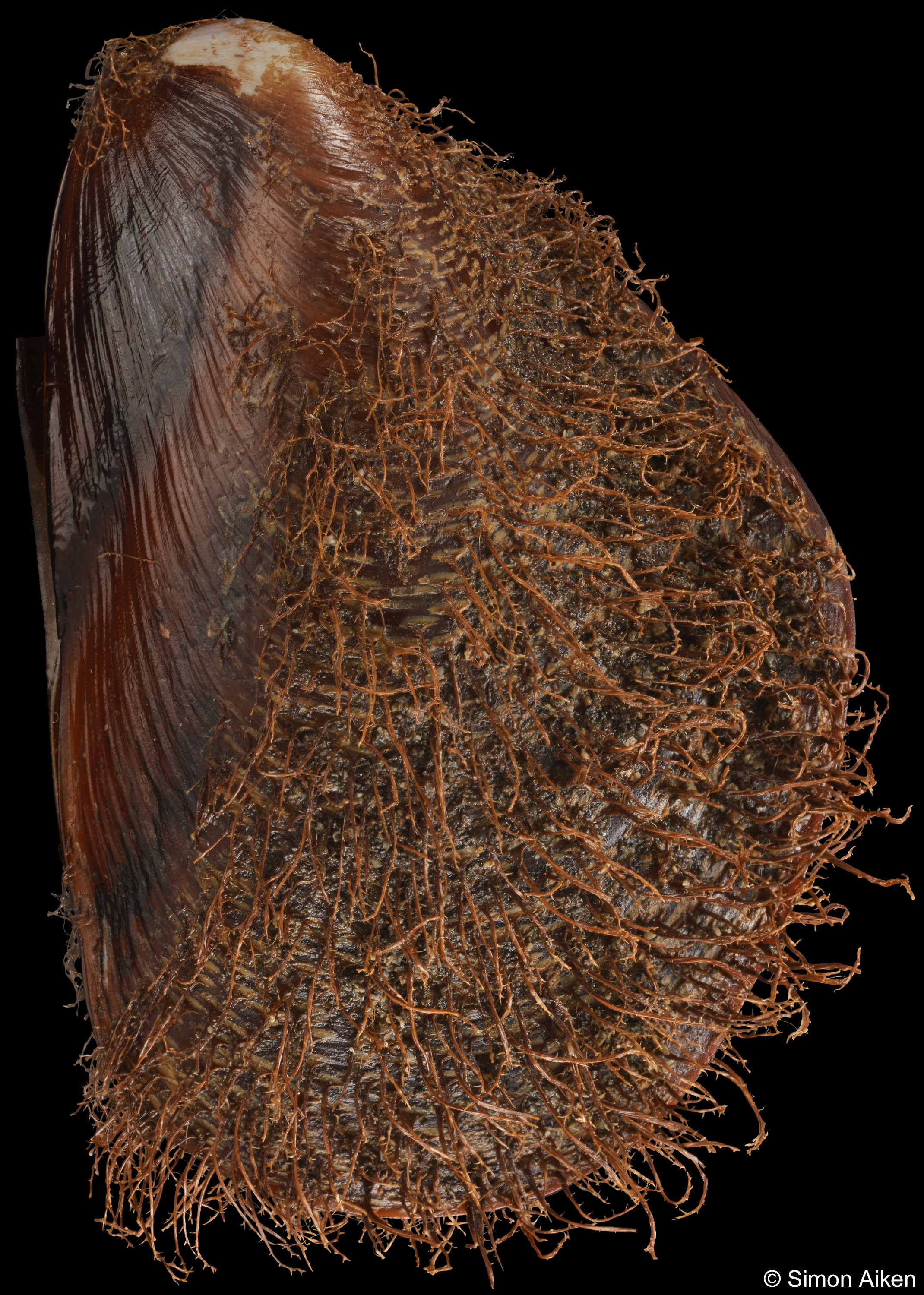 Modiolus capax