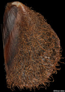 Modiolus capax