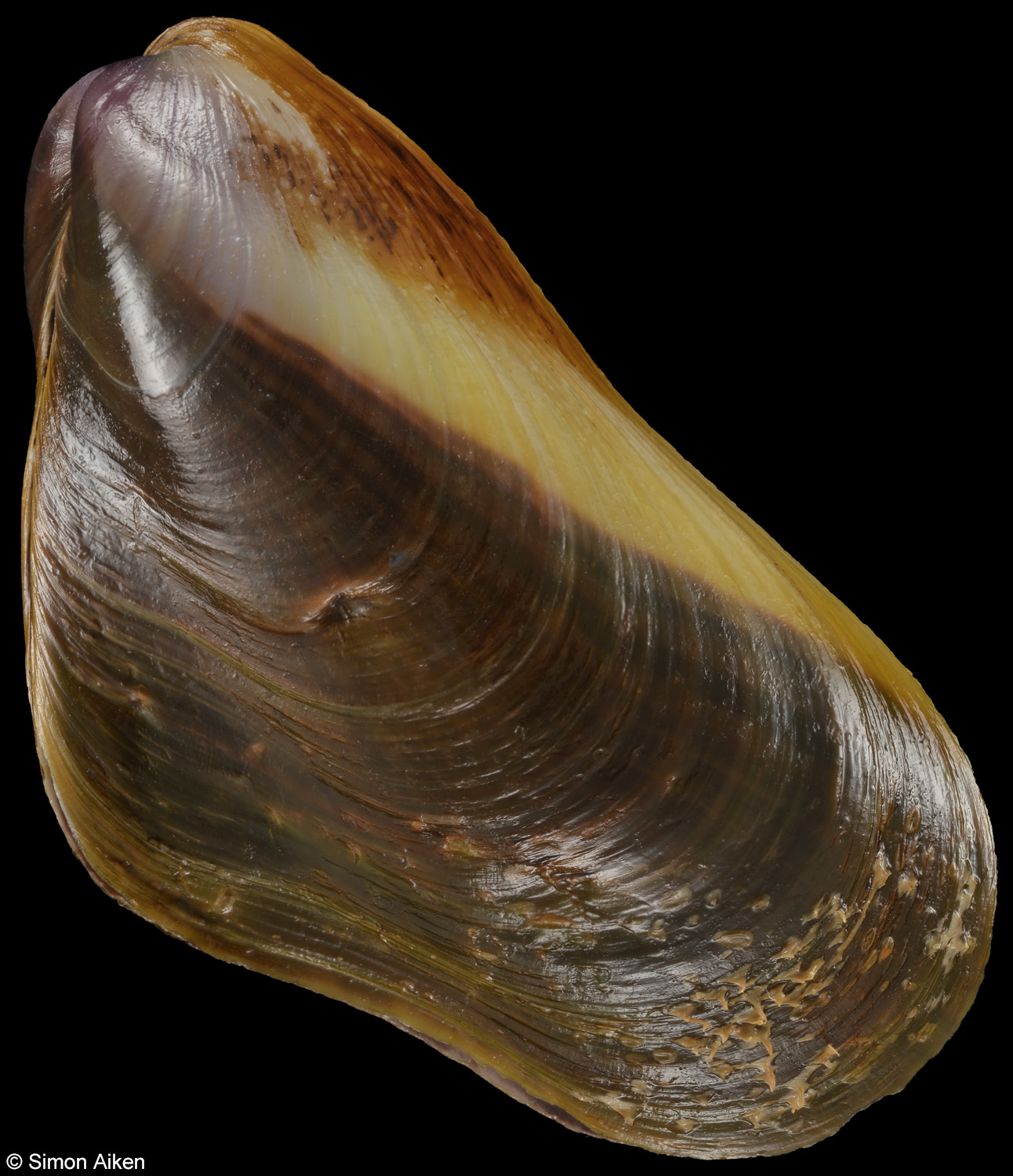 Modiolus auriculatus