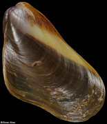 Modiolus auriculatus