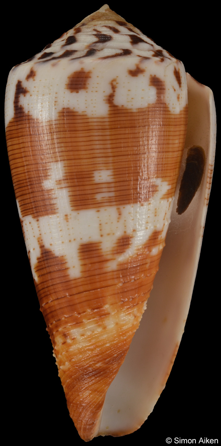 Conus striatellus
