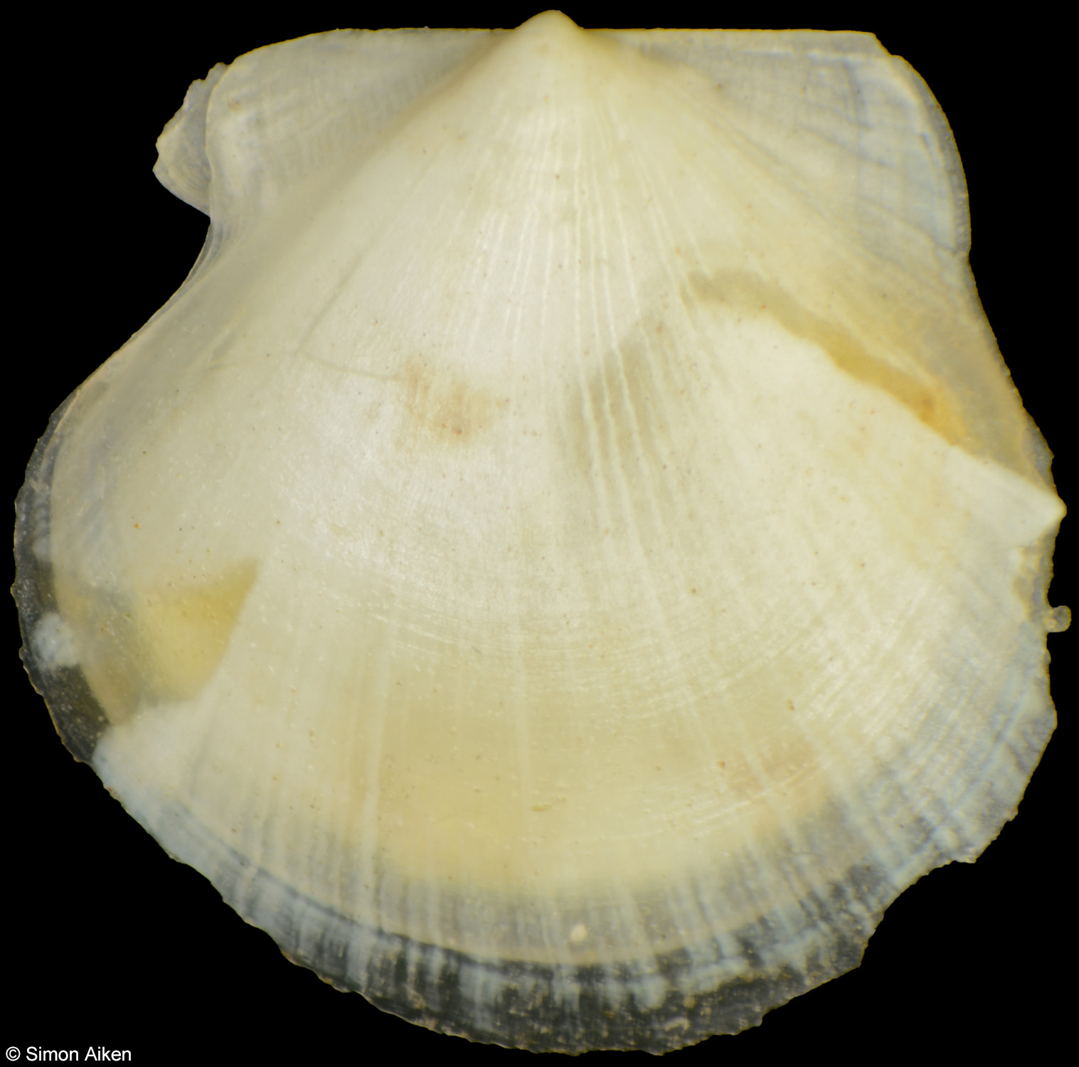 Similipecten similis