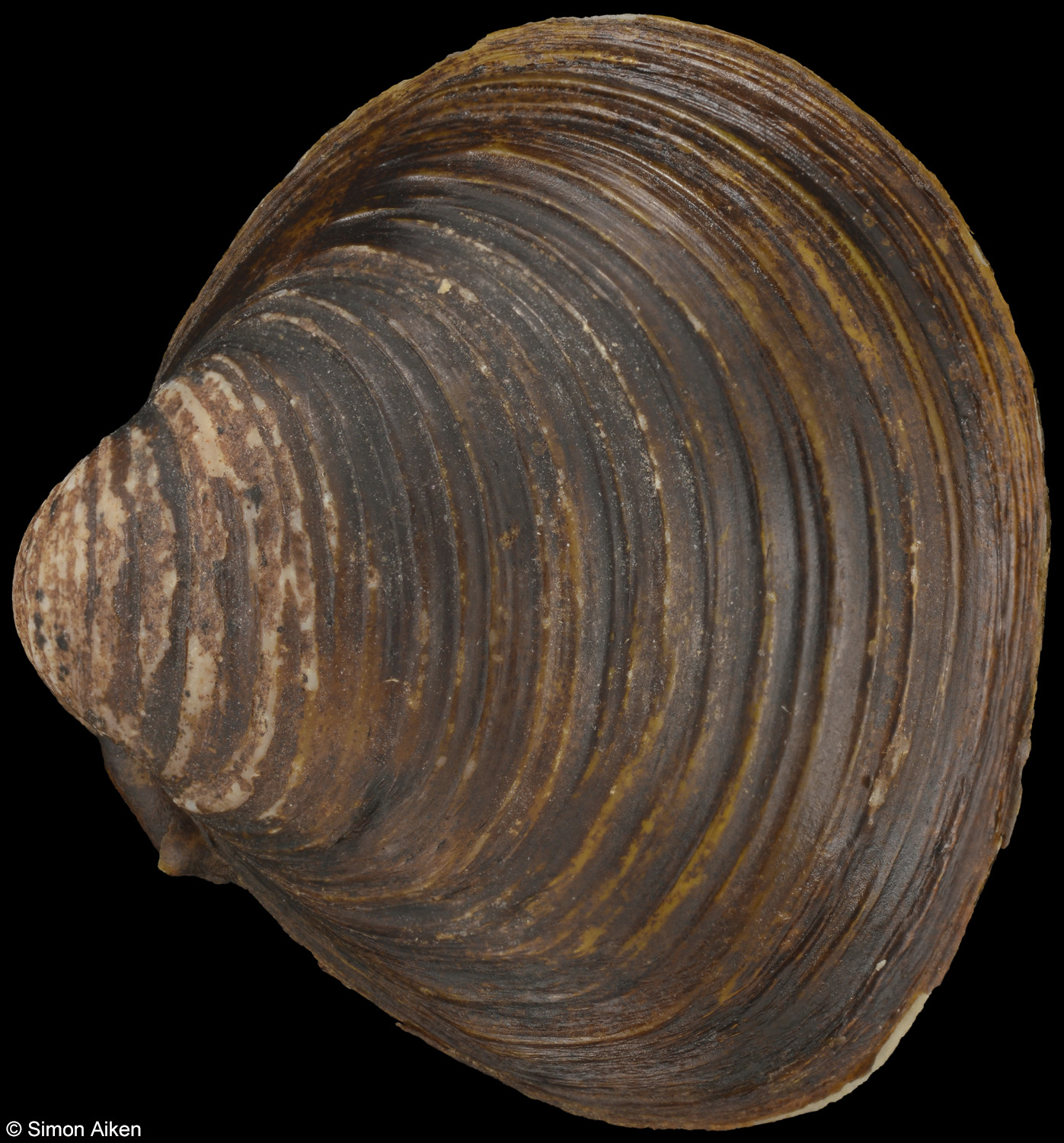 Corbicula fluminea