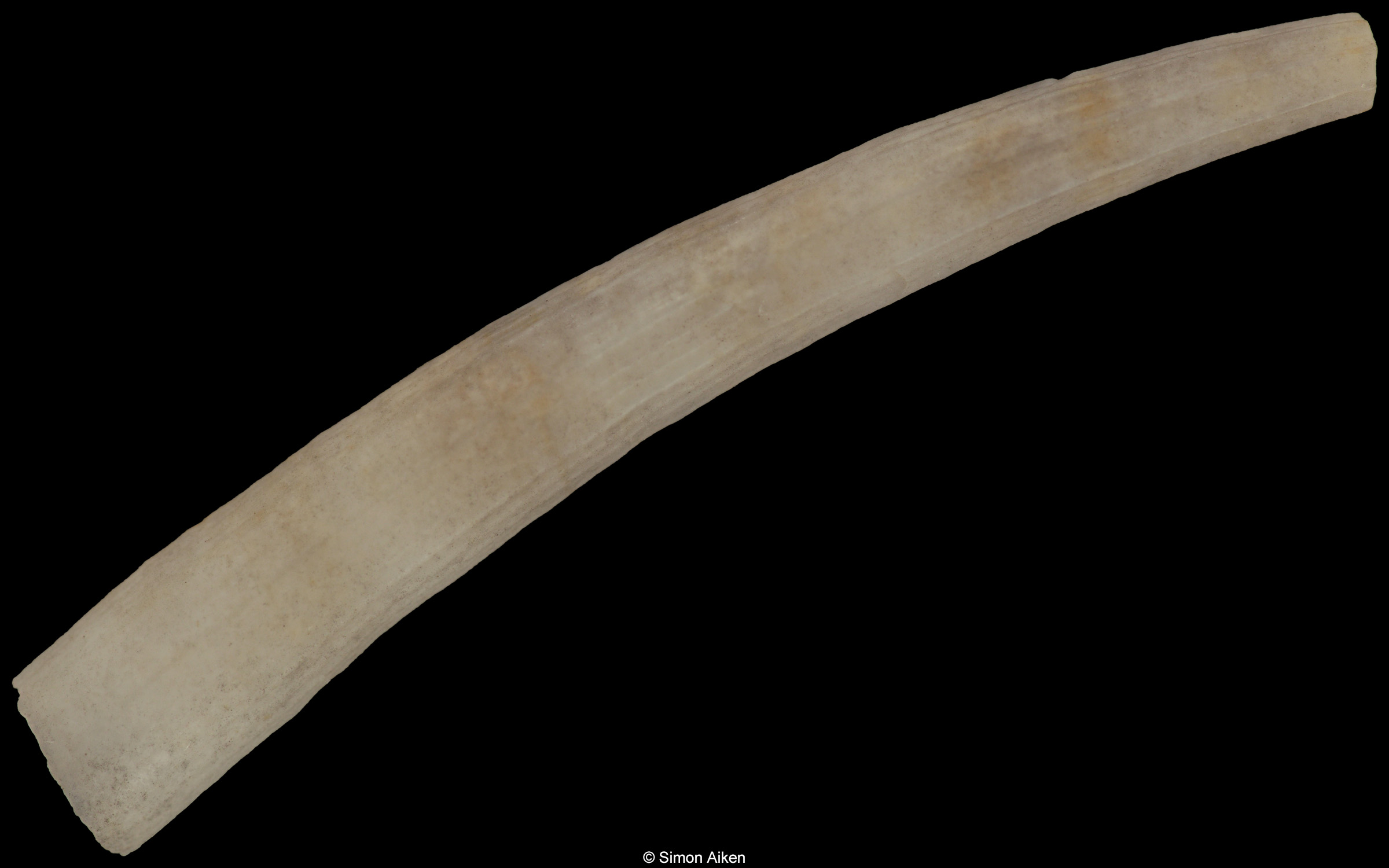 Dentalium congoense