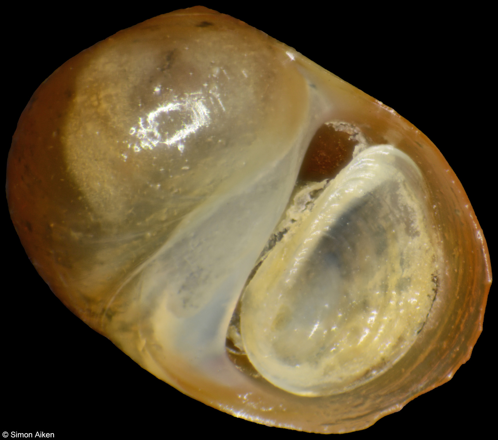 Neritilia rubida