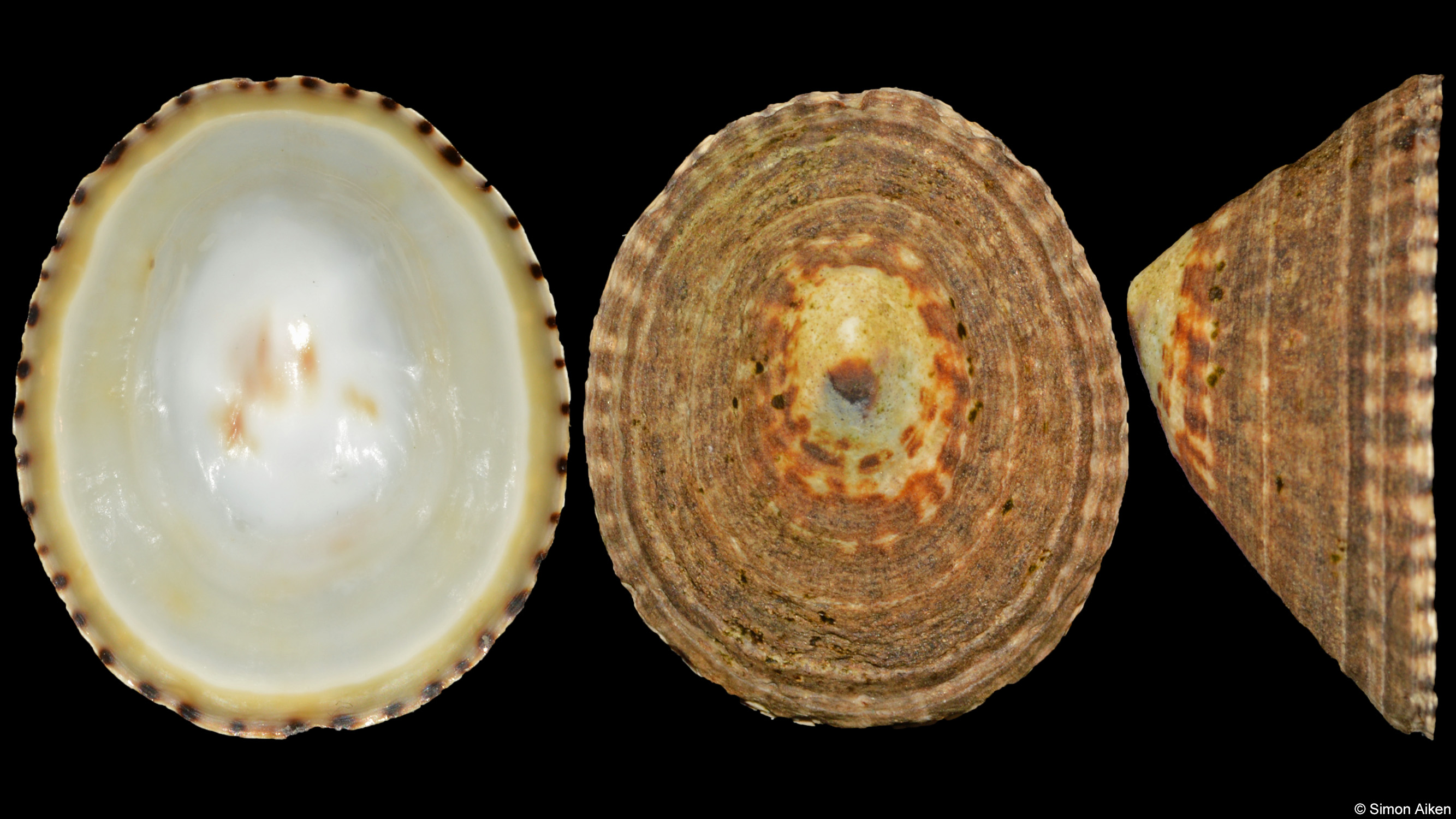 Lottia pelta