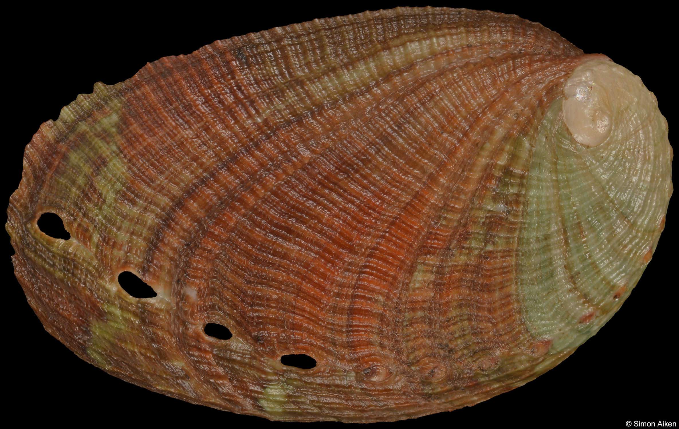 Haliotis diversicolor