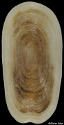 Scutus unguis