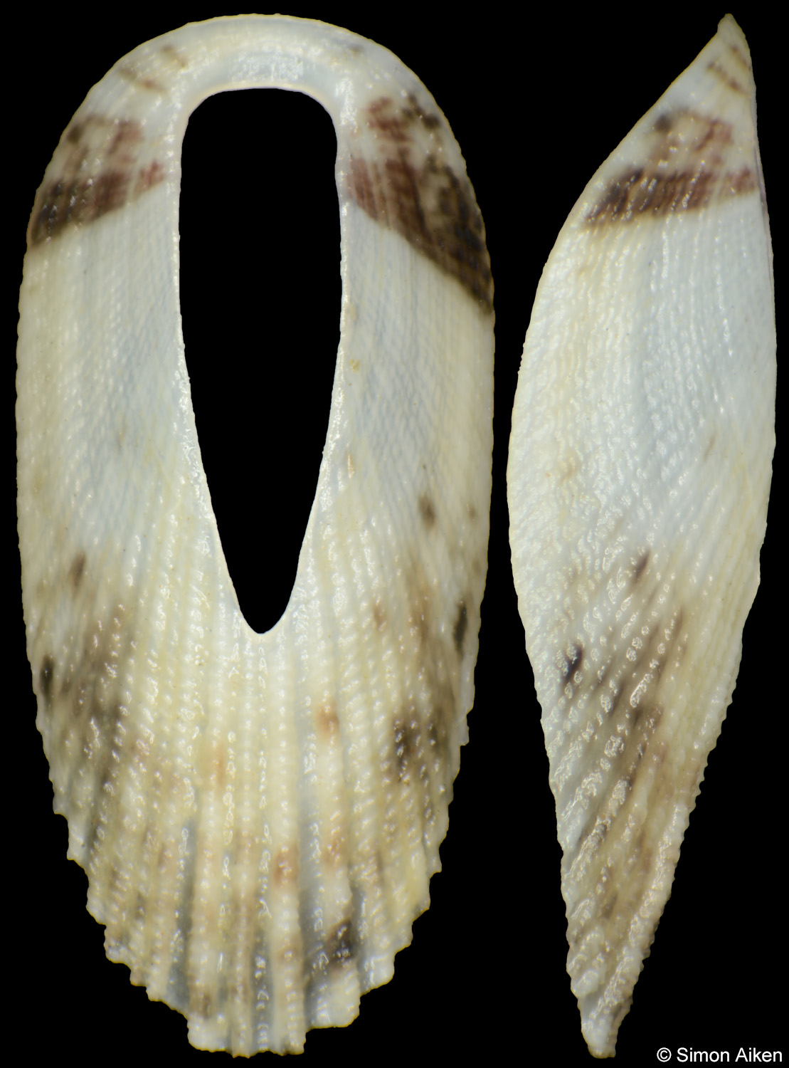 Macroschisma cuspidatum