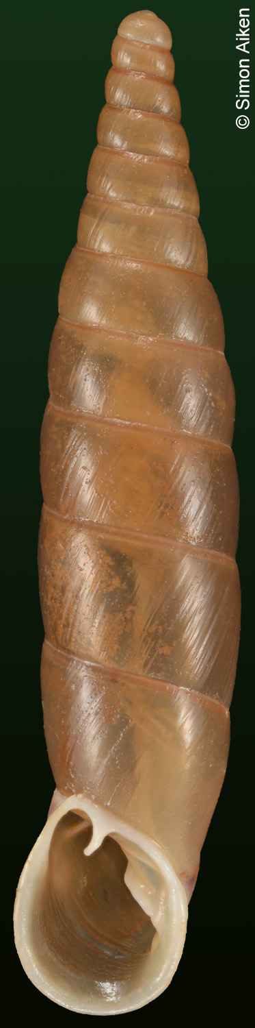 Delima laevissima