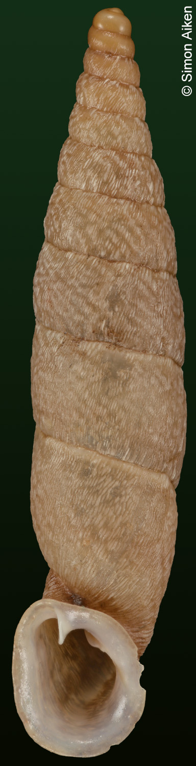 Incaglaia adusta adusta