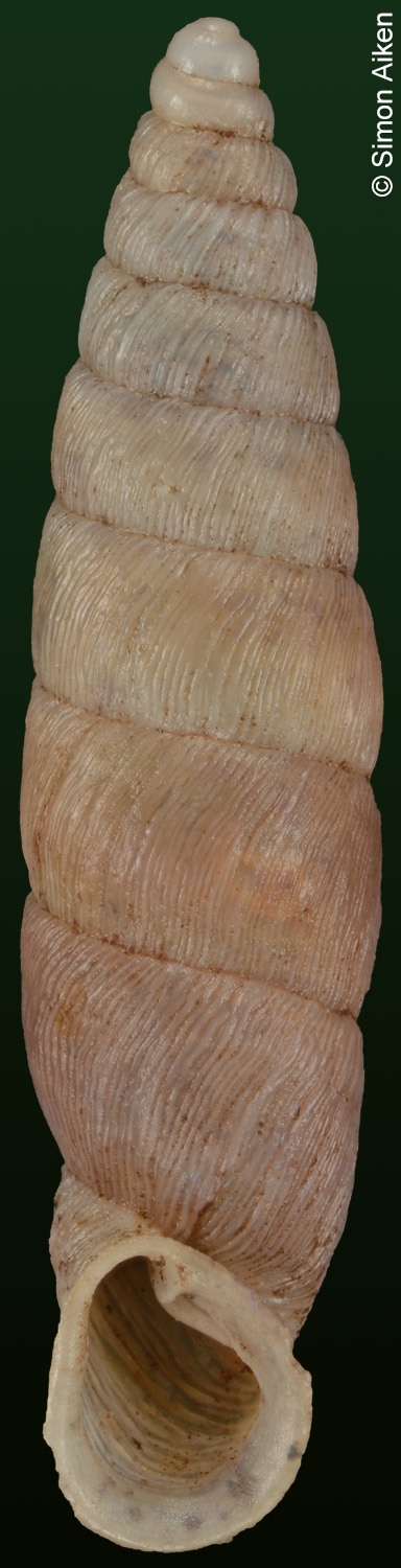 Parabalea omissa