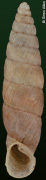 Parabalea omissa