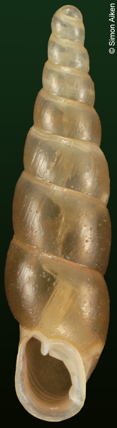 Zaptyx daemonorum