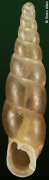 Zaptyx daemonorum