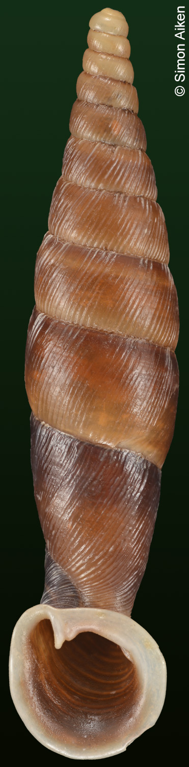 Grandinenia ignea