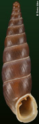 Alopia livida sororcula