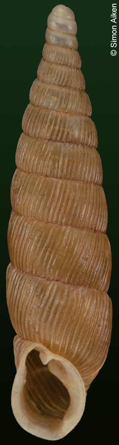 Macrogastra ventricosa