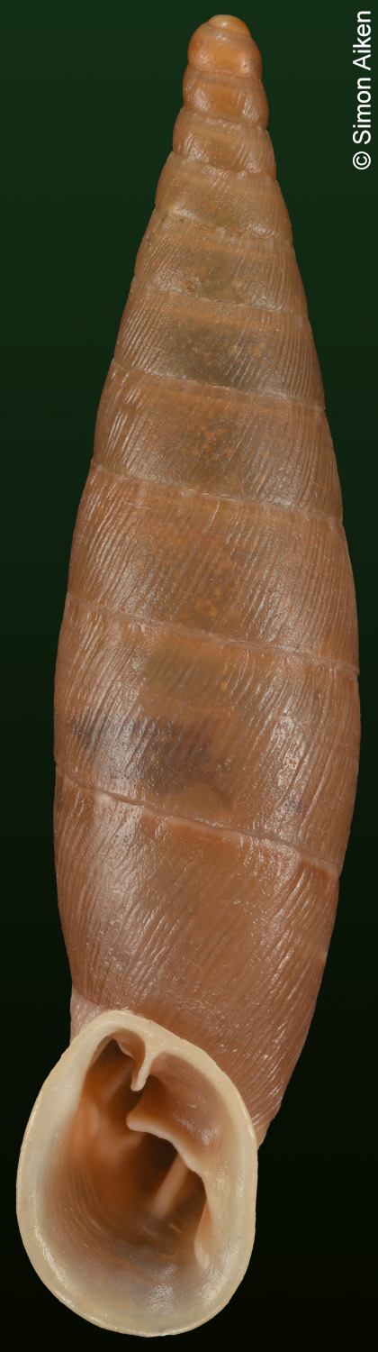 Siciliaria septemplicata