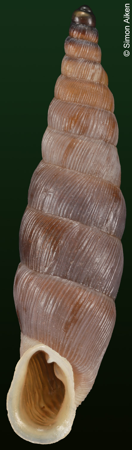 Albinaria caerulea maculata