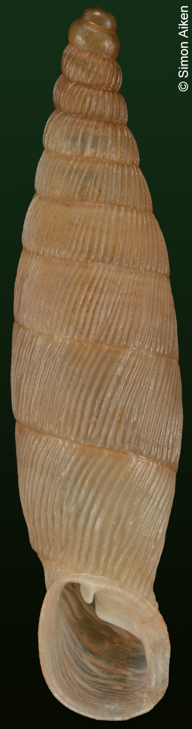 Albinaria lycica