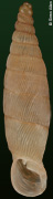 Albinaria lycica